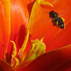 Bee + Tulip