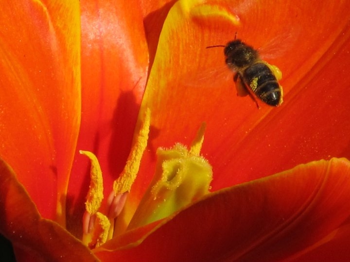 Bee + Tulip