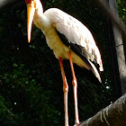 Yellow-billed Stork