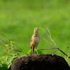 Oriental Pipit