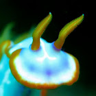 Fishnet Nudibranch