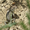 Common Lesser Earless Lizard
