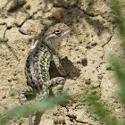 Common Lesser Earless Lizard