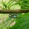 Blue-Green Citrus Root Weevil