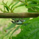 Blue-Green Citrus Root Weevil