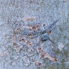 Leaf-litter crab spider