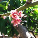 Peach Blossom