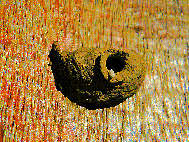 potter or mason wasp nest