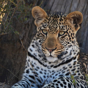 leopard by Marissa van Heerden - Animals Lions, Tigers & Big Cats