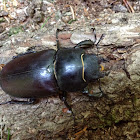 stag beetle (female)