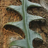 Fish Bone Cactus