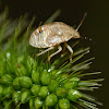 Stink bug (nymph)