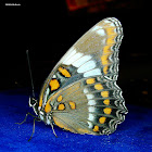 Intergrade between White Admiral & Red-Spotted Purple