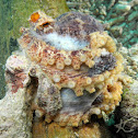 Mototi Octopus with Eggs
