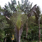 Traveller's Palm