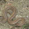 Northern Brown Snake