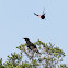 American Crow (dive bombed by a Red-winged Blackbird)