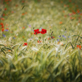 glow y field by Boris Romac - Nature Up Close Gardens & Produce