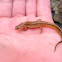 southern two-lined salamander