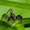 Gum leaf katydid (1st instar)