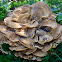 Giant polypore