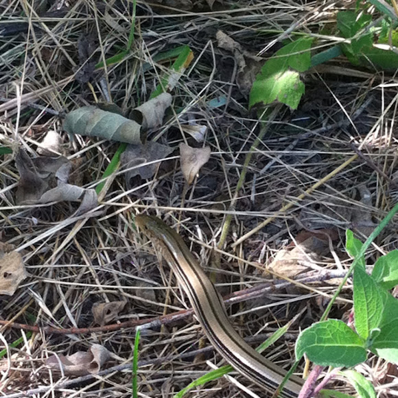 Slender glass lizard Project Noah