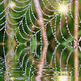 Web Reflection by Taunia Maple - Nature Up Close Webs