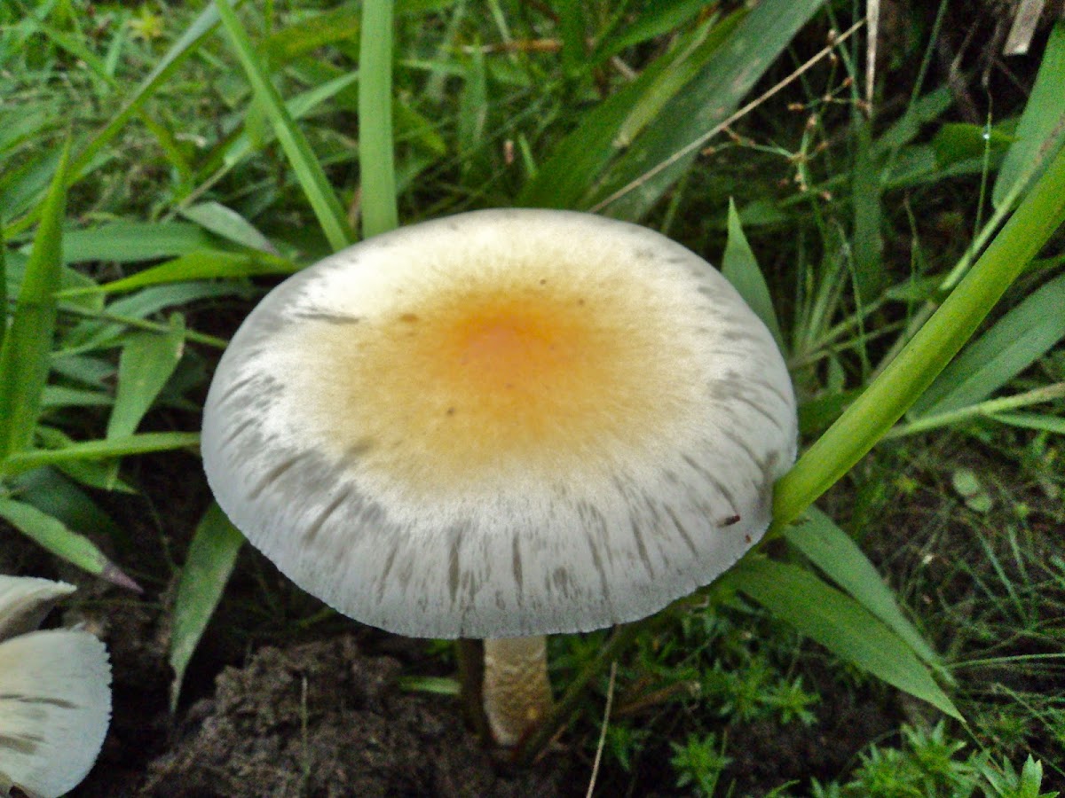 Magic Mushroom