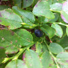 Bilberry (Dutch: blauwe bosbes)