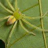 Pregnant Green Spider