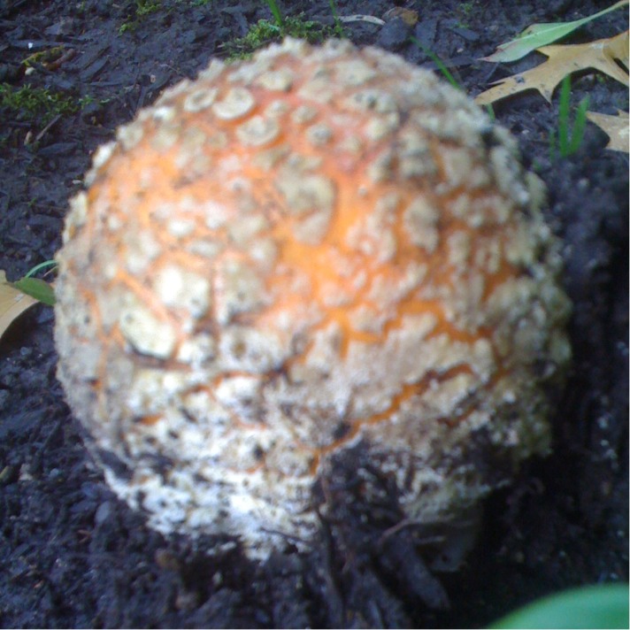Large mushroom