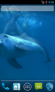Amazing Dolphins HD