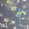 Cortez rainbow wrasse   (juvenile)