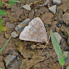 Brown Silverline Moth