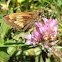 Hobomok Skipper