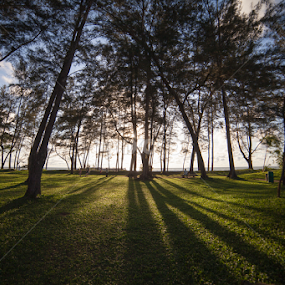 The Light Through The Trees by Che Abu Bakar Che Said - Uncategorized All Uncategorized