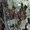 Common green shield lichen
