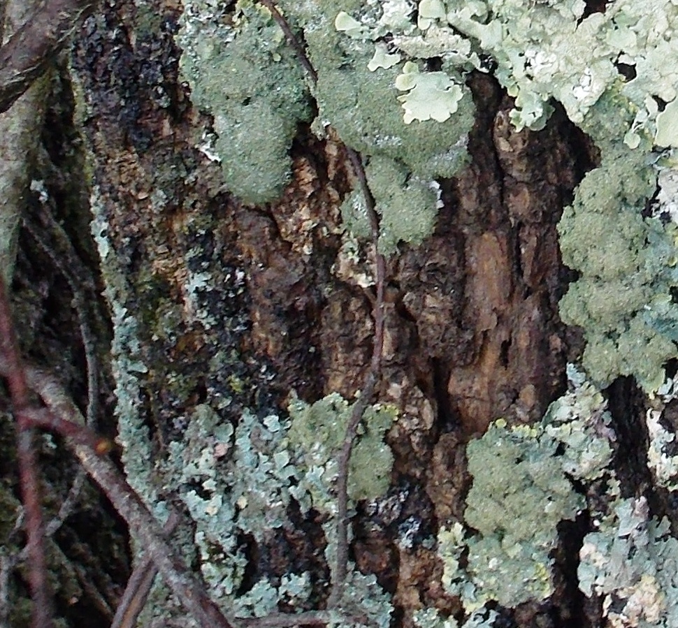 Common green shield lichen