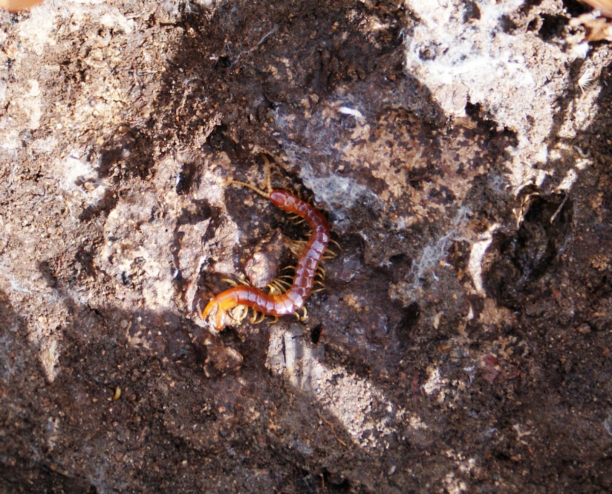 Eastern Red Centipede