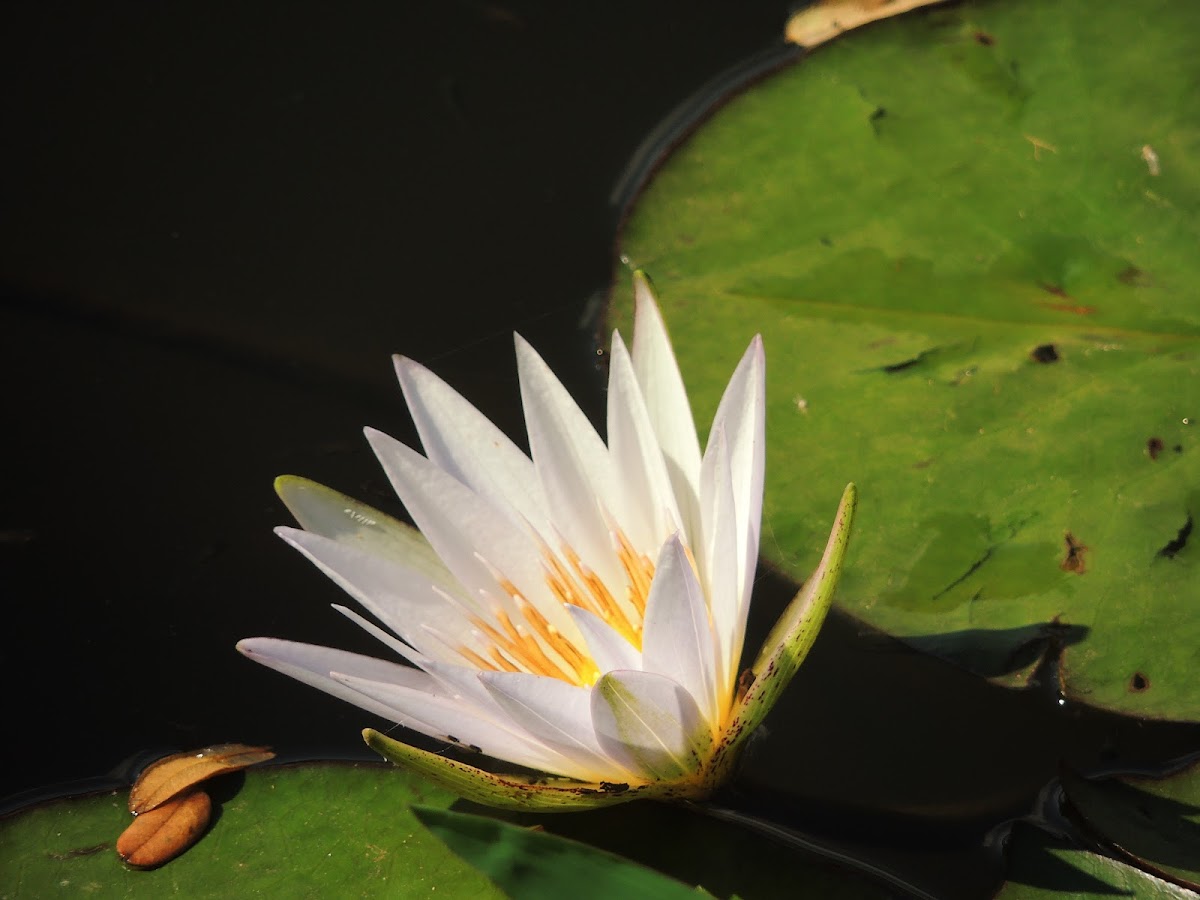 White Water-Lily