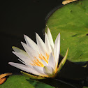 White Water-Lily