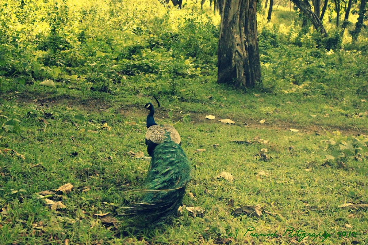 Indian Peafowl/Blue Peafowl