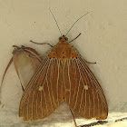 Snouted Tiger Moth