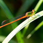 Organ-tailed Sprite (琉球橘黃蟌)