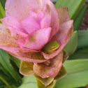 Ginger lily and tree frog