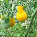Yellow pear tomato