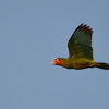 Cuban Parrot (Amazon)