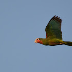 Cuban Parrot (Amazon)