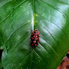Red-spotted Froghopper