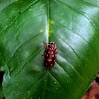 Red-spotted Froghopper